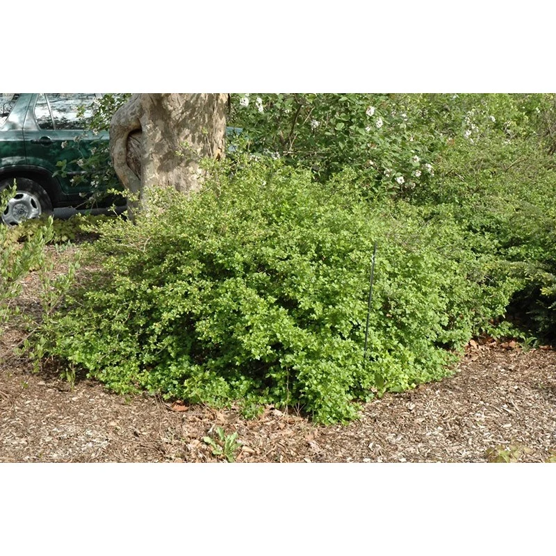Zwerg-Alpenjohannisbeere (Ribes alpinum Pumilum)