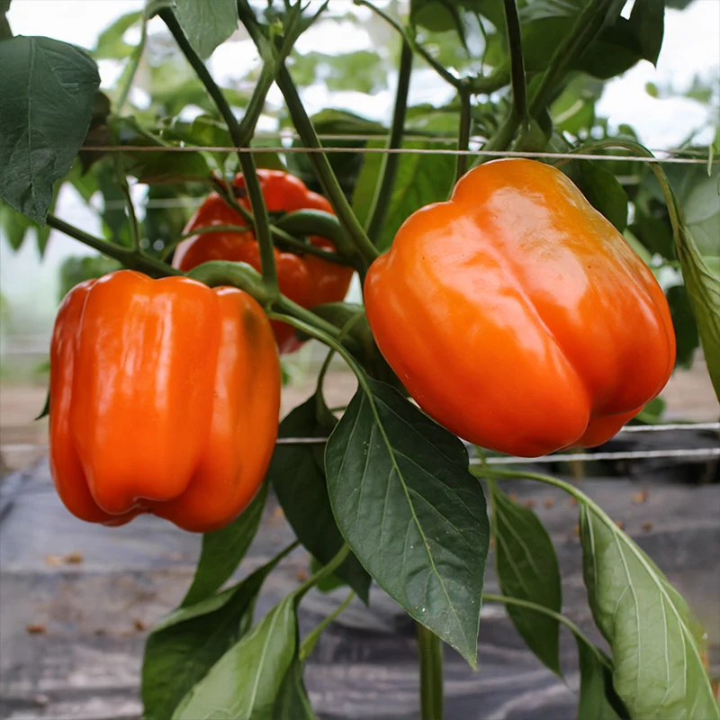 Paprika - Cubo Orange