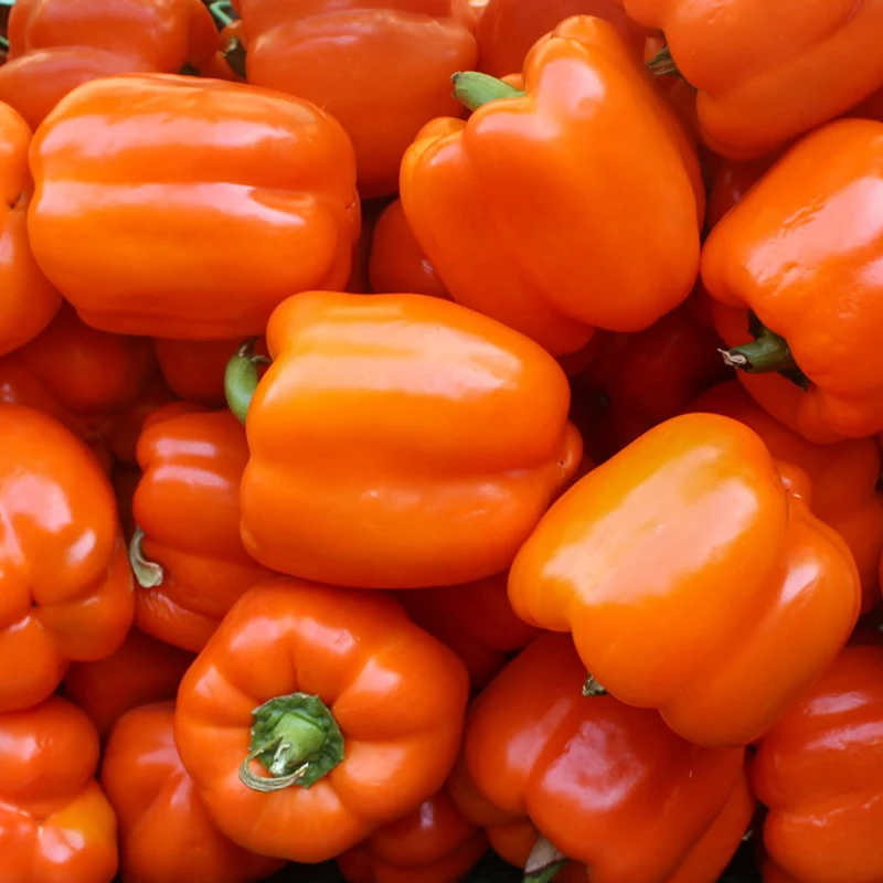 Paprika - Cubo Orange