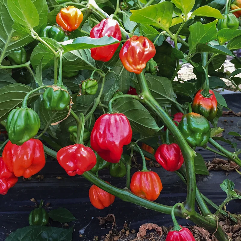 Chili - UlaUla