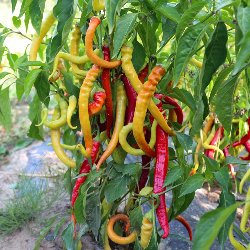 Chili - Mild Spiral
