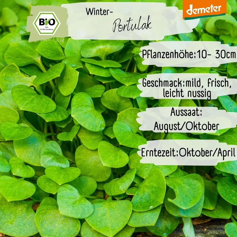 Demeter Winterportulak Samen