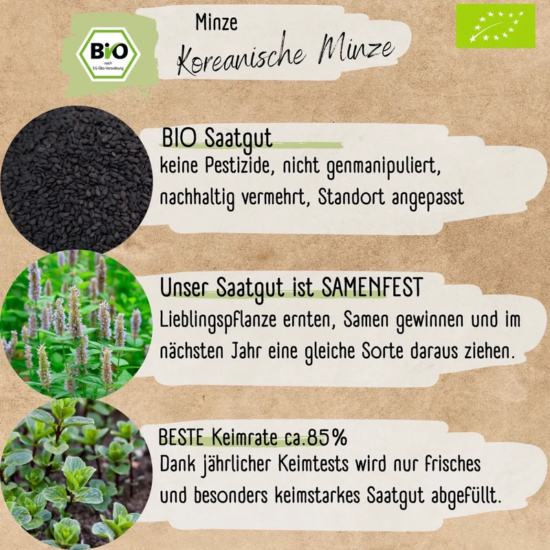 Bio Koreanische Minze Samen