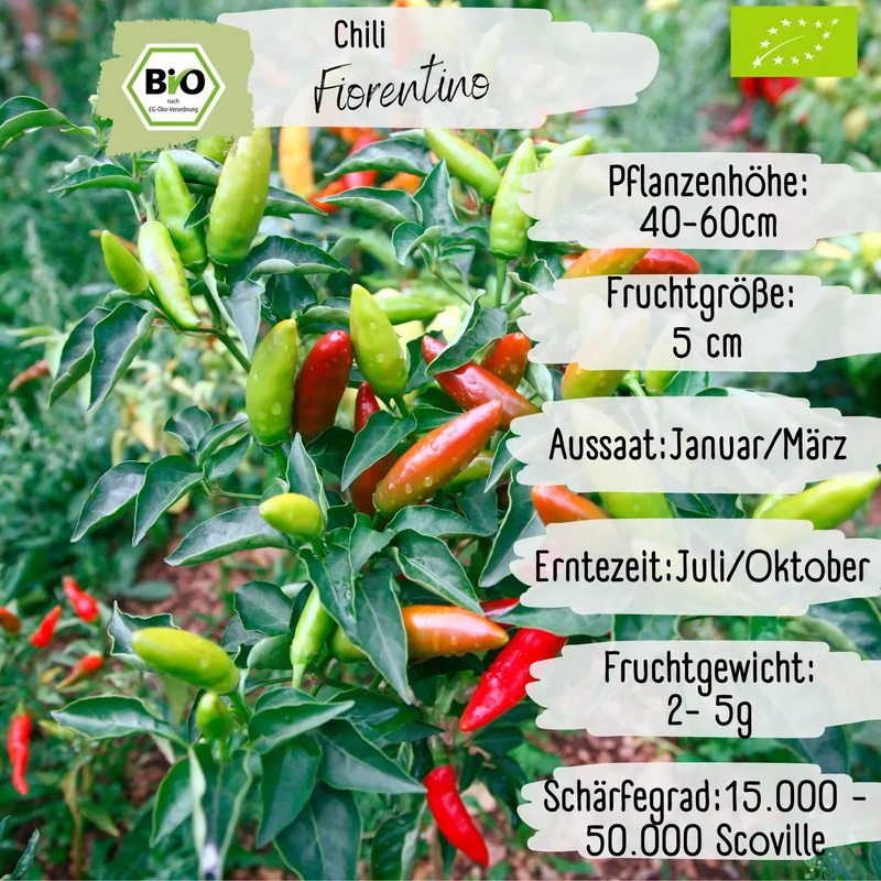 Bio Fiorentino Samen