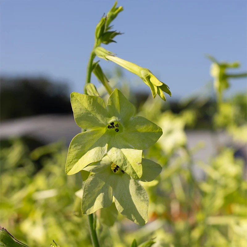 Ziertabak - Lime Green