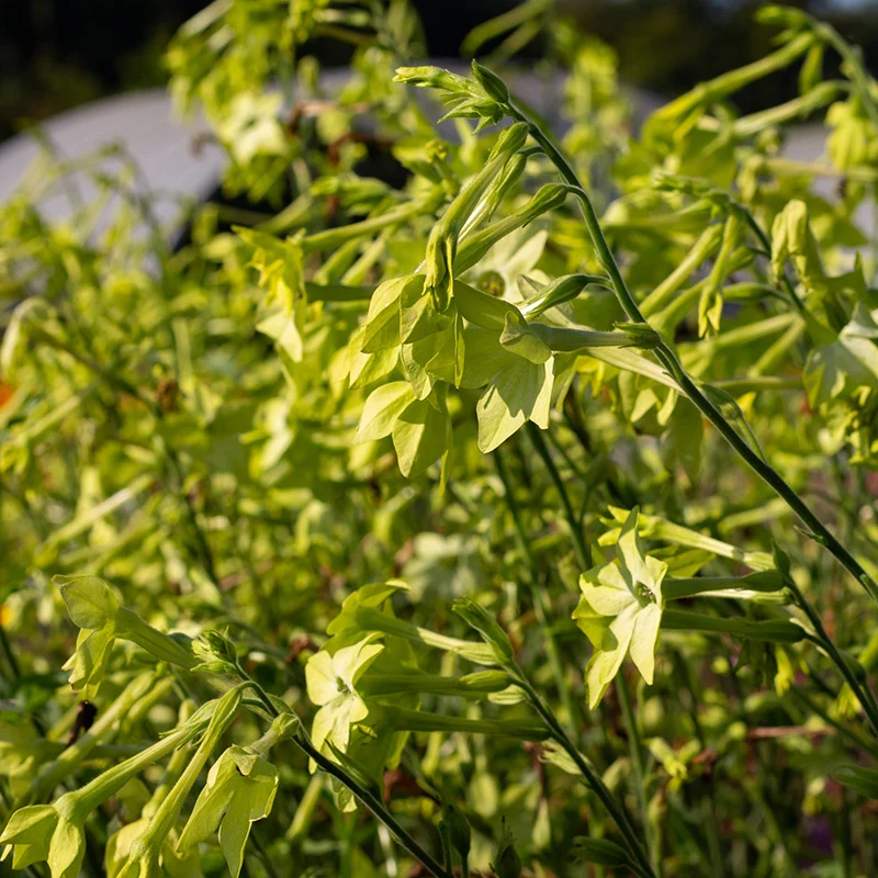 Ziertabak - Lime Green