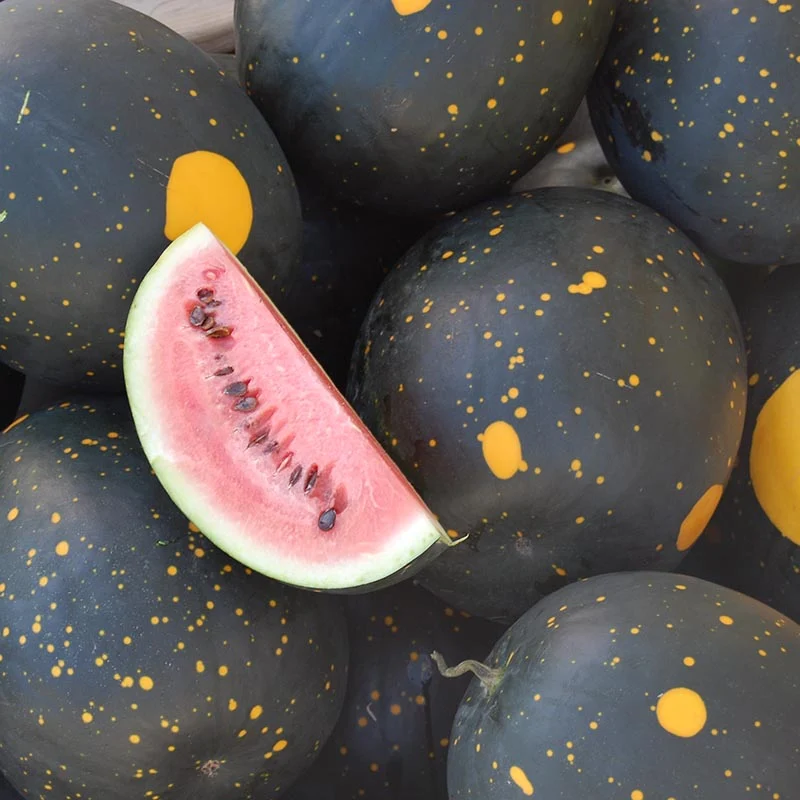 Wassermelone - Moon and Stars Red