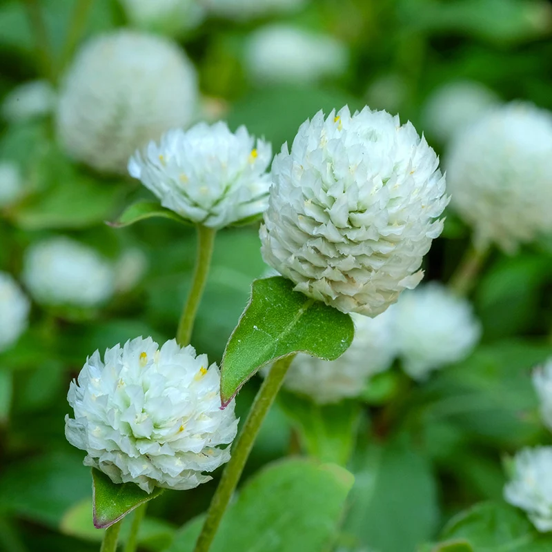 Kugel Amarant - QIS White