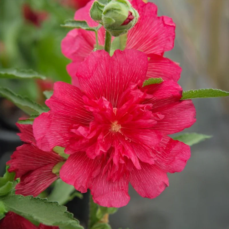 Stockrose - Spring Celebrities Rose