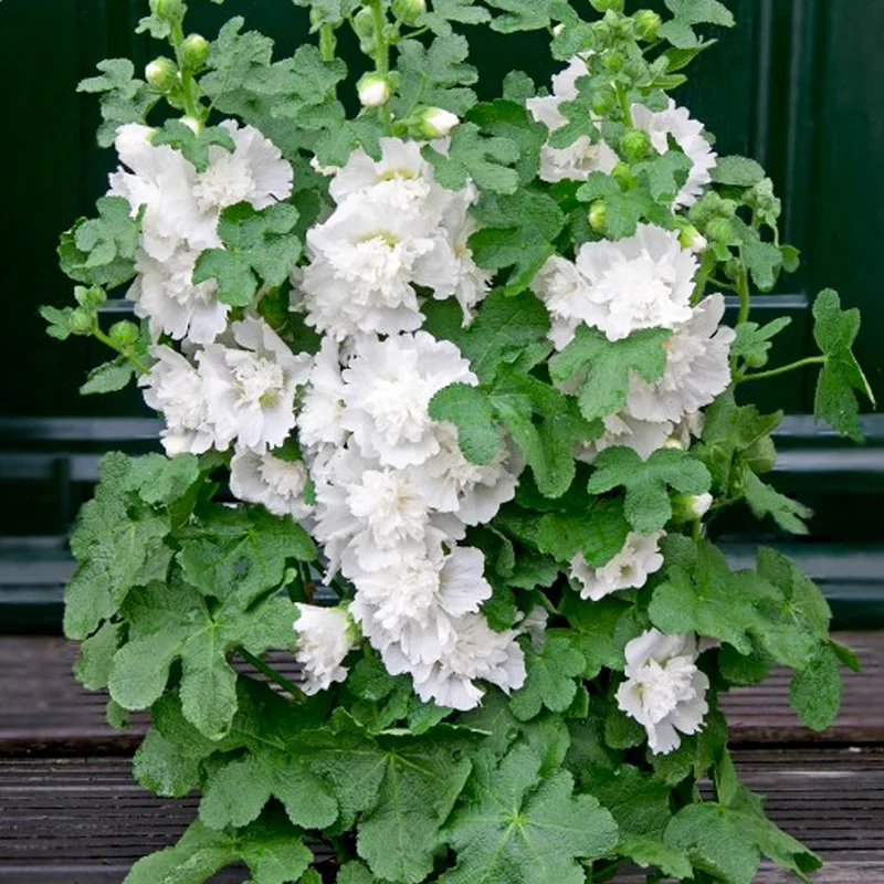 Stockrose - Spring Celebrities White