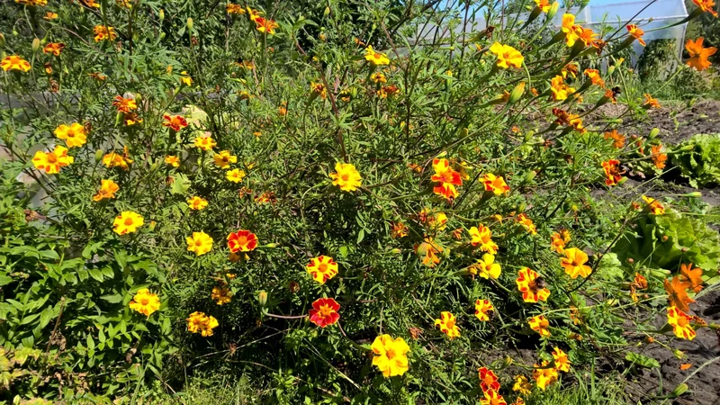 BIO Saatgut Hohe Polsterstudentenblume