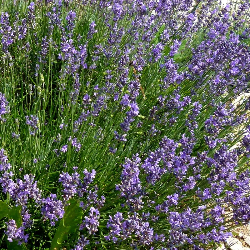Echter Lavendel Samen MHD 06/27