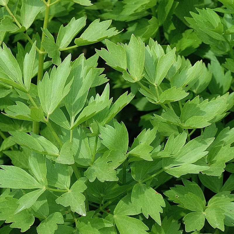 Bio-Liebstöckel, Maggikraut Samen, Levisticum officinale