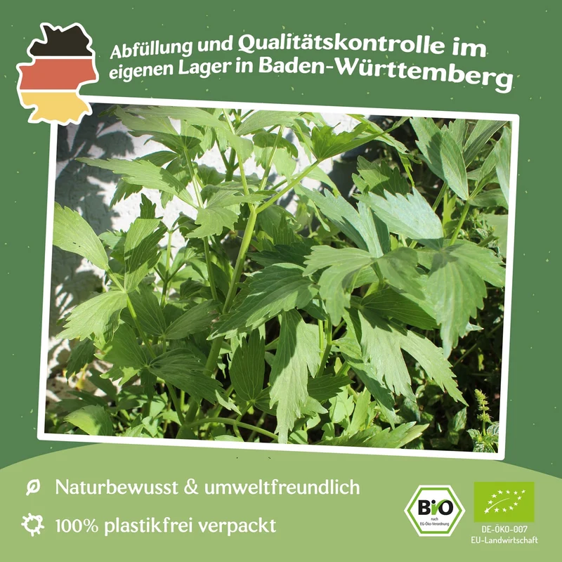 Bio-Liebstöckel, Maggikraut Samen, Levisticum officinale