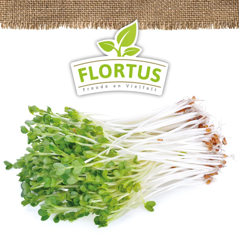 Keimsprossen Daikon-Rettich | BIO Keimsprossen von FLORTUS