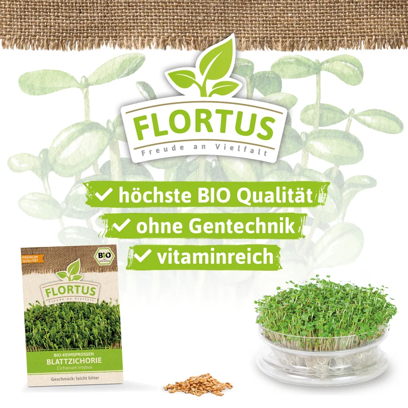 Keimsprossen Blattzichorie | BIO Keimsprossen von FLORTUS