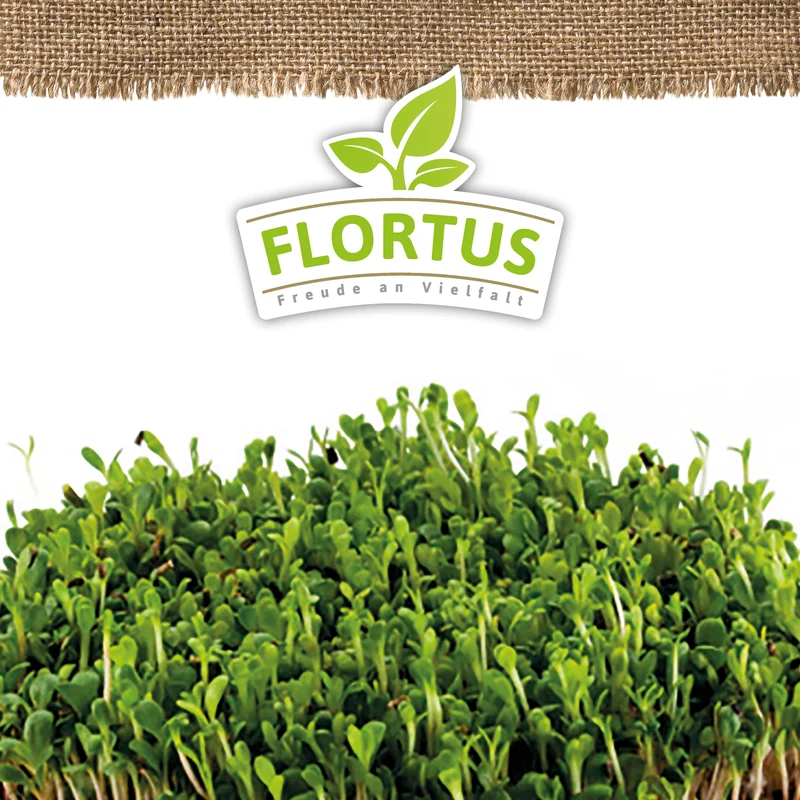 Keimsprossen Blattzichorie | BIO Keimsprossen von FLORTUS