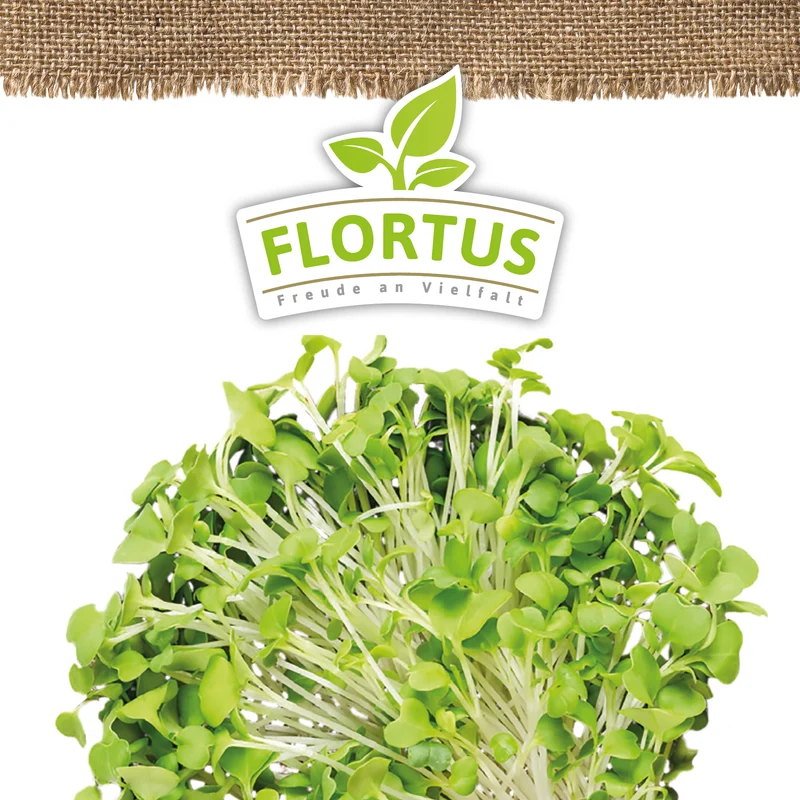 Keimsprossen Blattsenf Green Mizuna | BIO Keimsprossen von FLORTUS