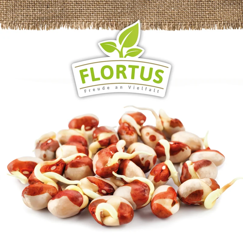 Keimsprossen Adzukibohne | BIO Keimsprossen von FLORTUS
