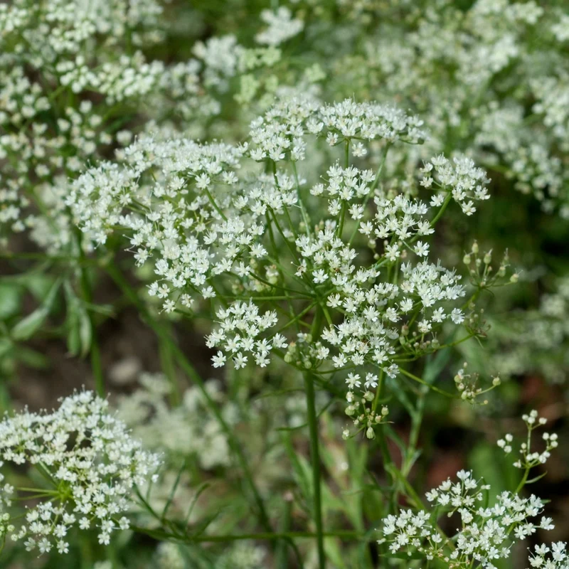 MHD 06/26 Anis Samen, Pimpinella anisum