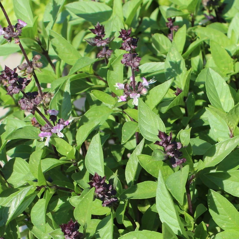 Thai Basilikum Siam Queen Samen, Ocimum basilicum