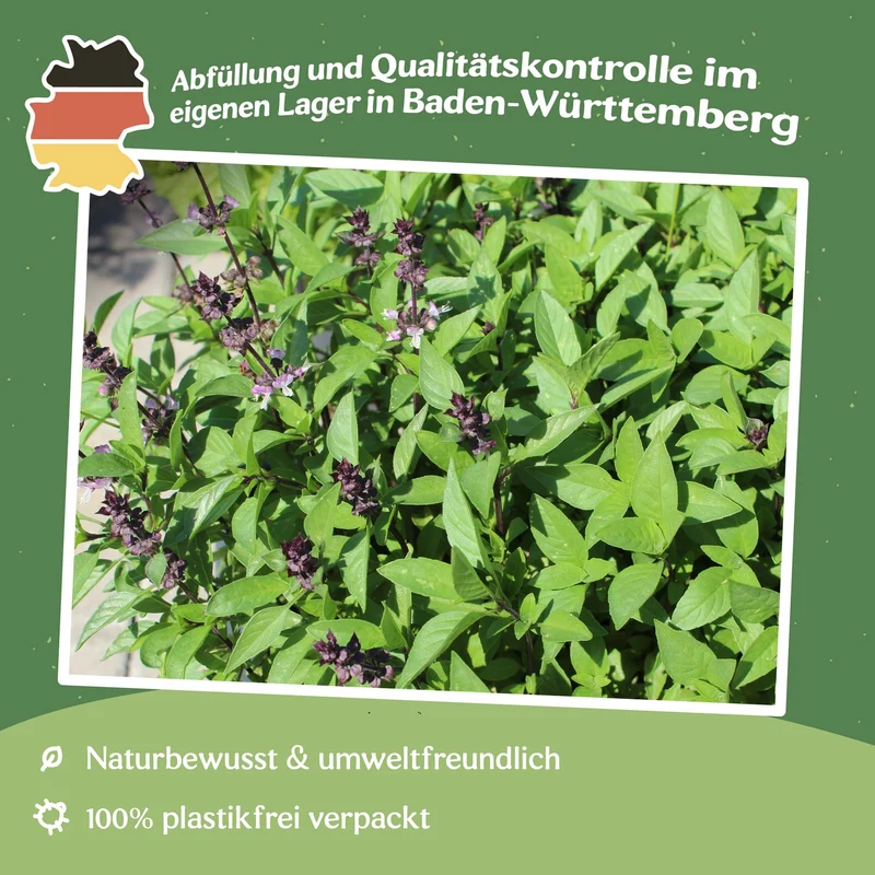 Thai Basilikum Siam Queen Samen, Ocimum basilicum