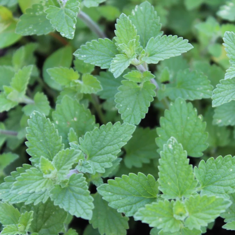 Echte Katzenminze Samen, Nepeta cataria