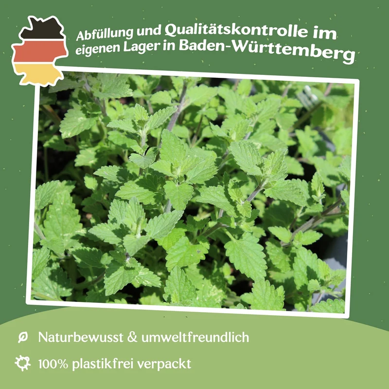 Echte Katzenminze Samen, Nepeta cataria