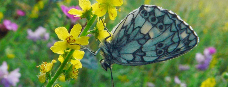 Gewöhnlicher / Kleiner Odermennig (Agrimonia eupatoria)