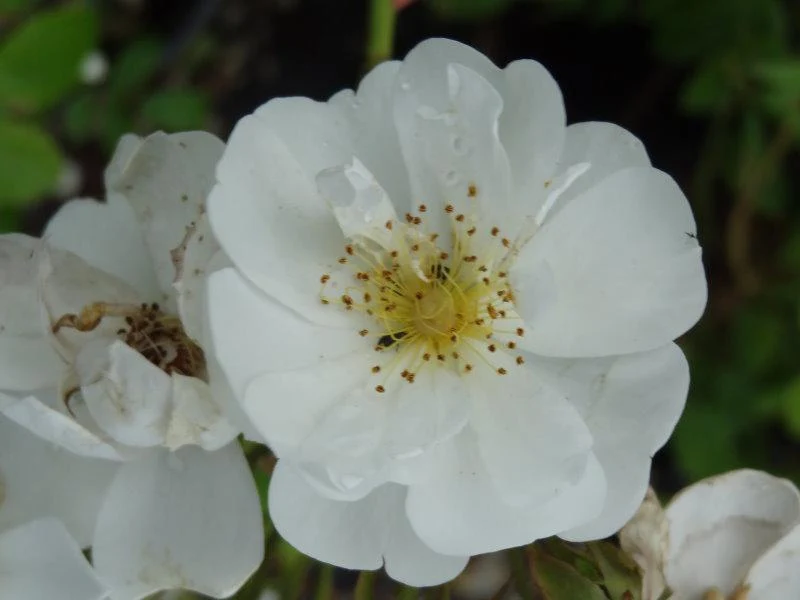Kletterrose "Kiftsgate"