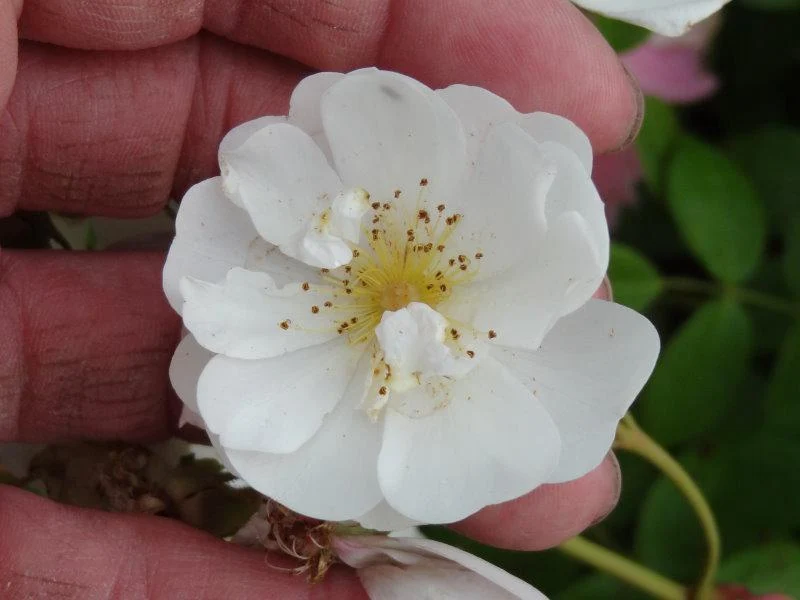 Kletterrose "Kiftsgate"