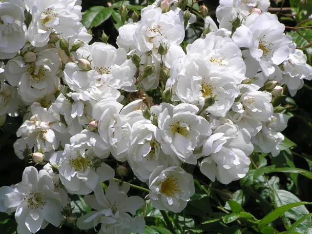 Kletterrose "Bobby James"