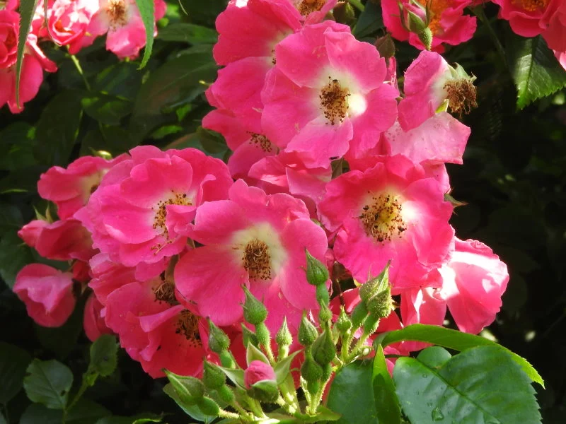 Kletterrose "American Pillar"