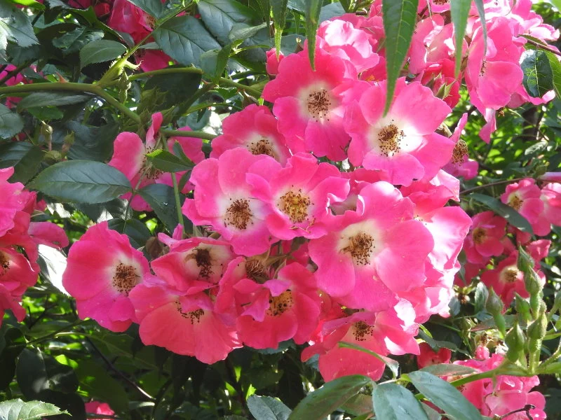 Kletterrose "American Pillar"