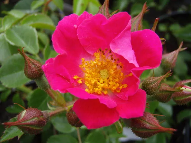 Kletterrose "American Pillar"