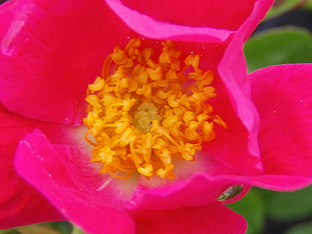 Kletterrose "American Pillar"