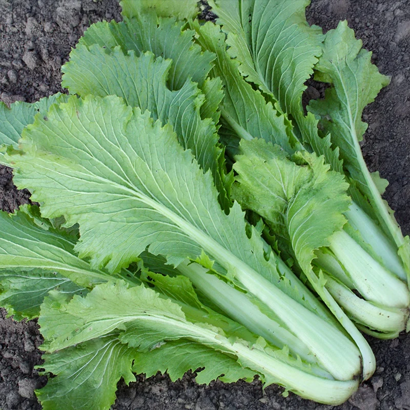 Chinakohl - Granaat