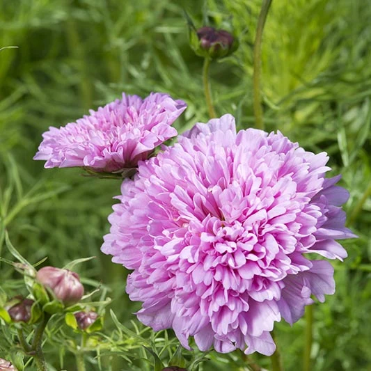 Schmuckkörbchen - Double Click Rose Bonbon