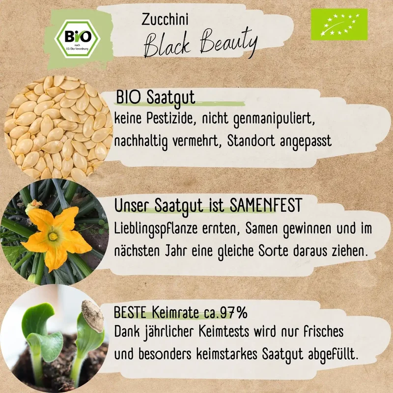 Bio Zucchini Black Beauty Samen