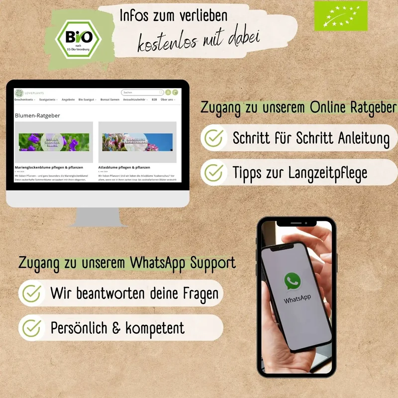 Bio Bartnelke Oeschberg Samen
