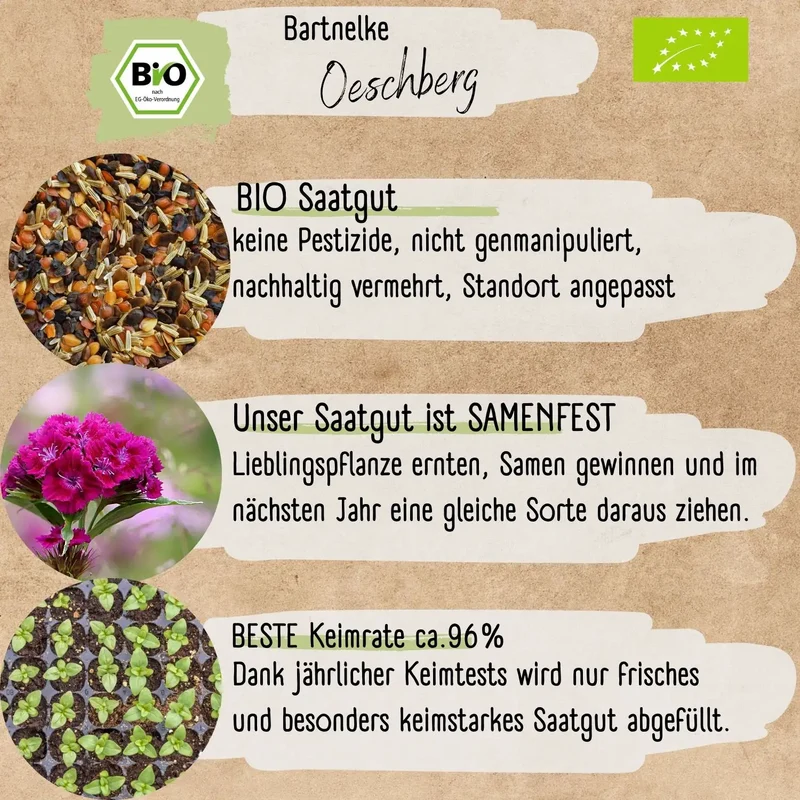 Bio Bartnelke Oeschberg Samen
