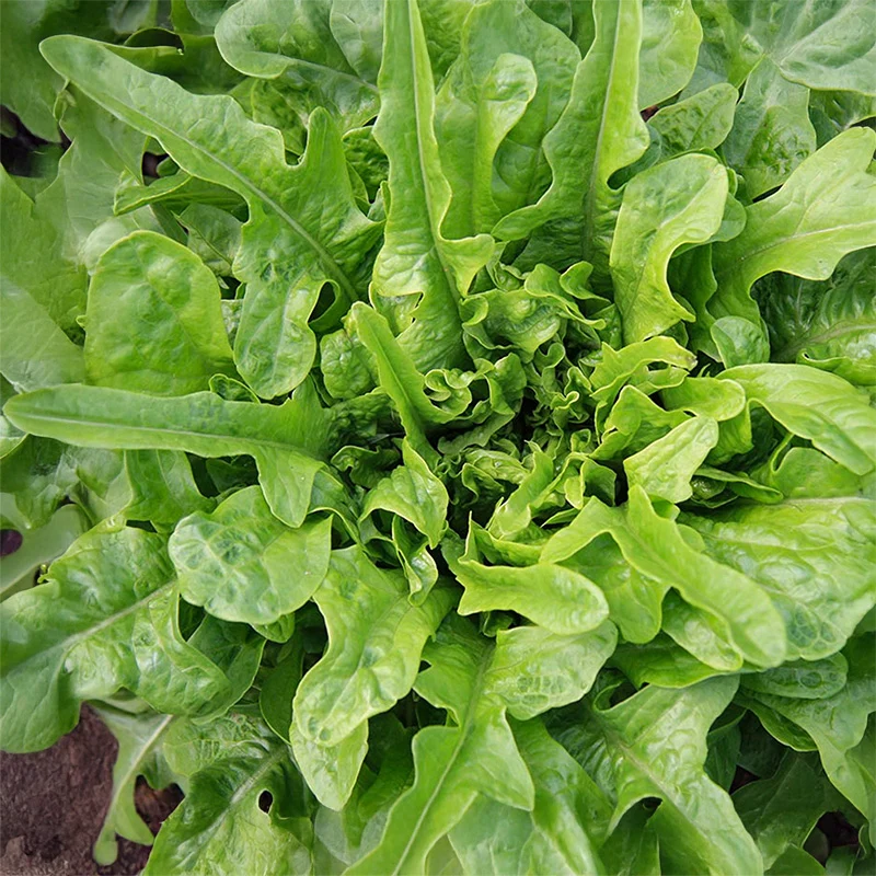 Kopf- oder Pflücksalat - Catalogna