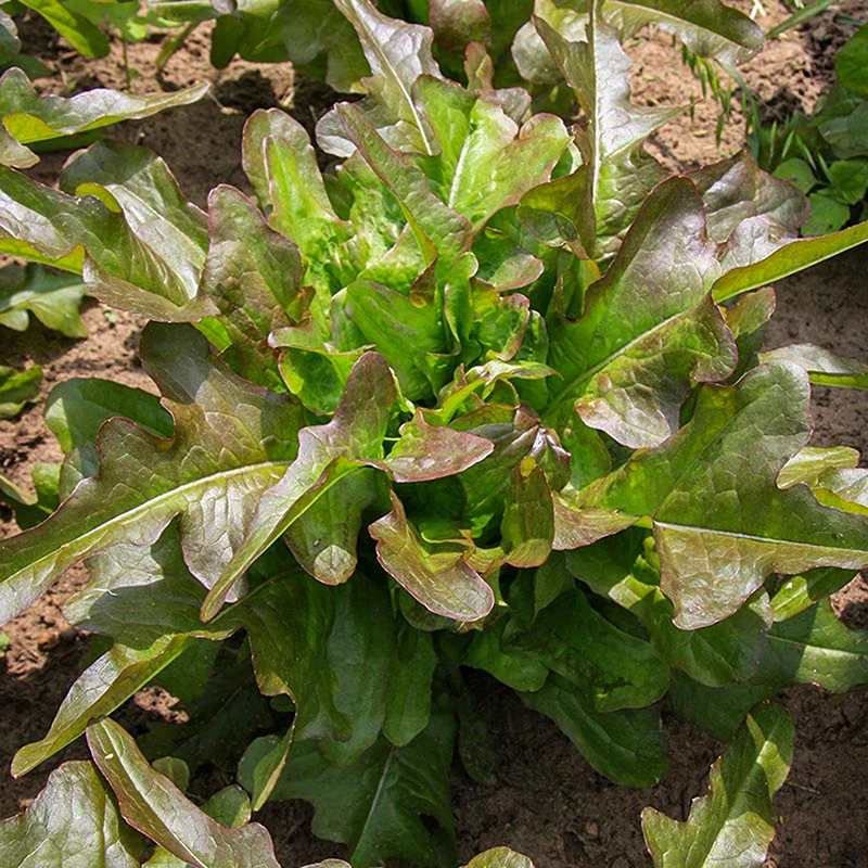 Kopf- oder Pflücksalat - Cocarde