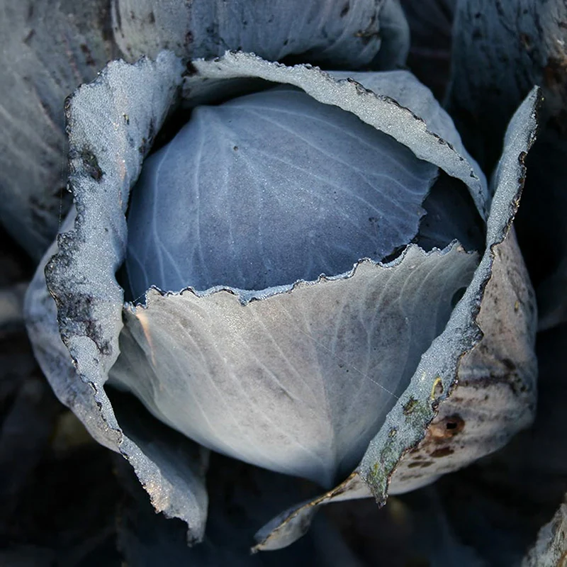 Rotkohl Langedijker Bewaar 2