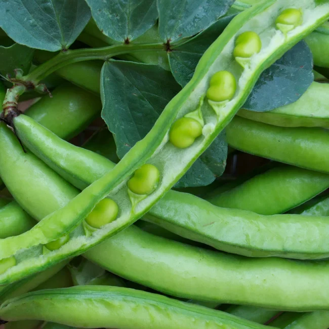 Broad Bean: Superaguadulce Organic Seed