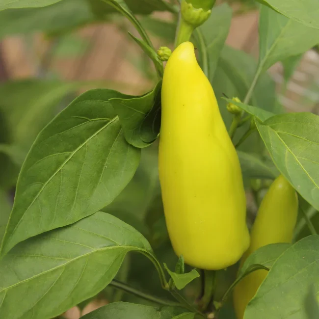Pepper: Hungarian Yellow Hot Wax Organic Seed
