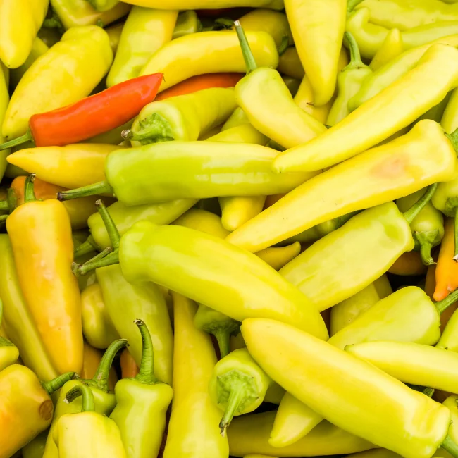 Pepper: Hungarian Yellow Hot Wax Organic Seed