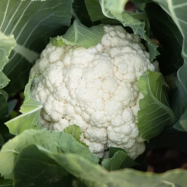 Cauliflower: Igloo Organic Seed