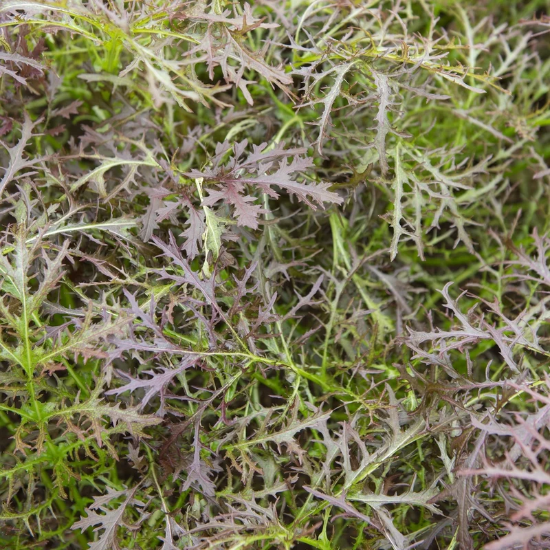 Bio-Blattsenf Purple Frills Samen MHD 06/27