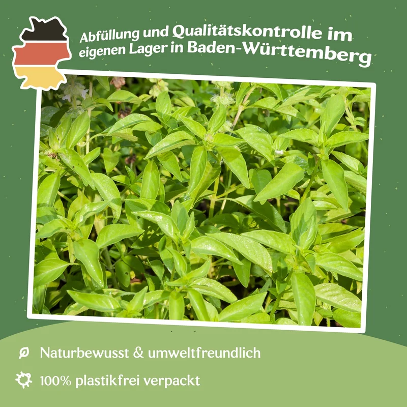 Indisches Basilikum Samen, Ocimum sanctum